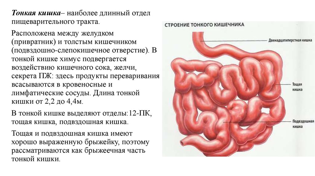 Строение Кишечника Человека Схема С Названиями Фото