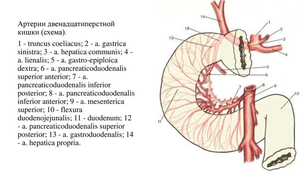 12 перстная кишка процессы. Кровоснабжение 12 перстной кишки. Строение двенадцатиперстной кишки 8 класс.