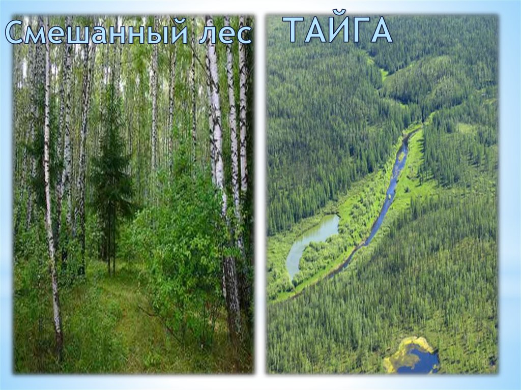 ТАЙГА