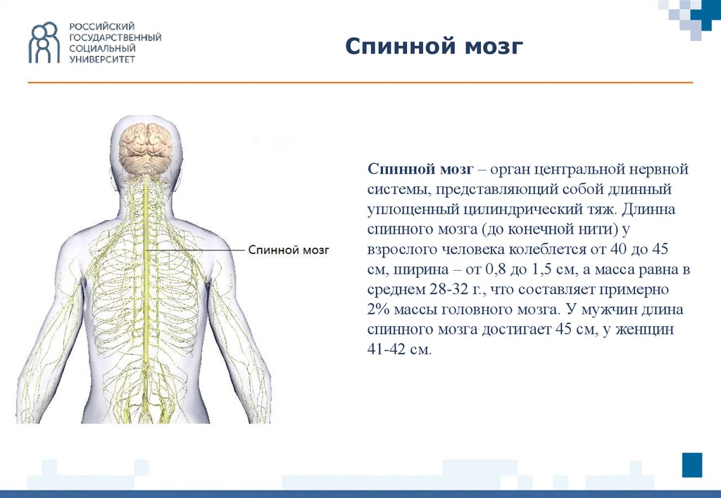 Доклады по анатомии темы. Функции оболочек спинного мозга. Длина спинного мозга в среднем составляет. Названия оболочек спинного мозга.