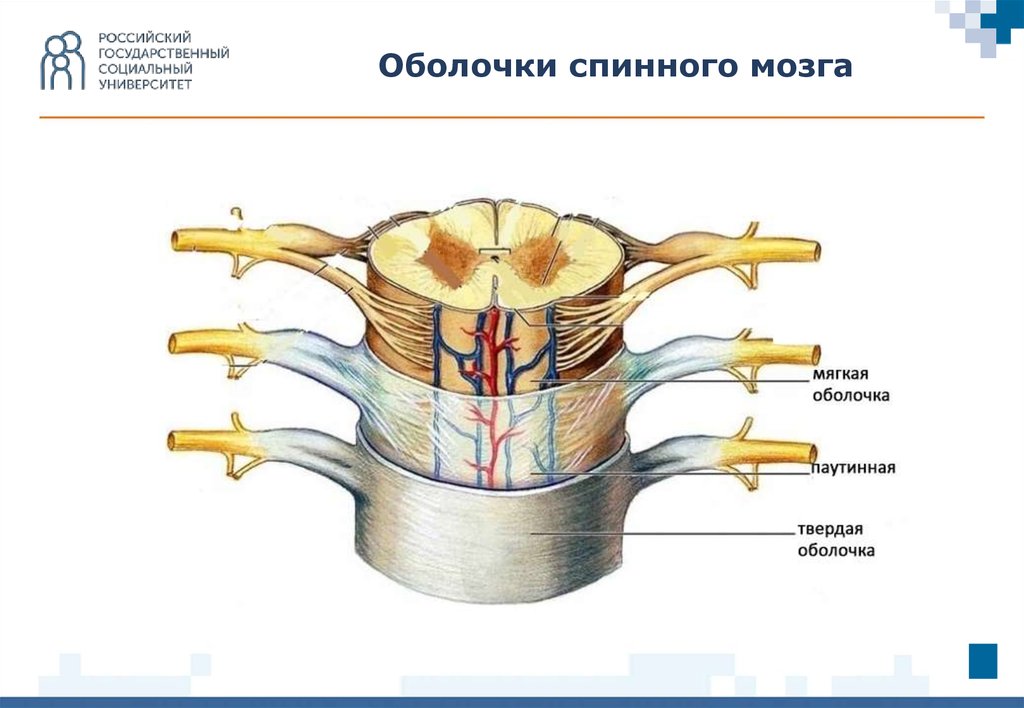 Рисунок спинного мозга оболочки спинного мозга