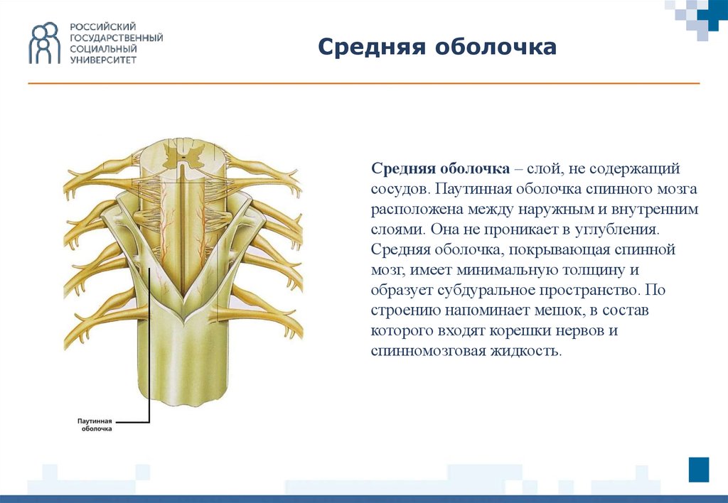 Паутинная оболочка. Паутинная оболочка спинного мозга расположена между. Паутинная оболочка спинного мозга функции. Мягкая оболочка спинного мозга. Строение и функции оболочек спинного и головного мозга.