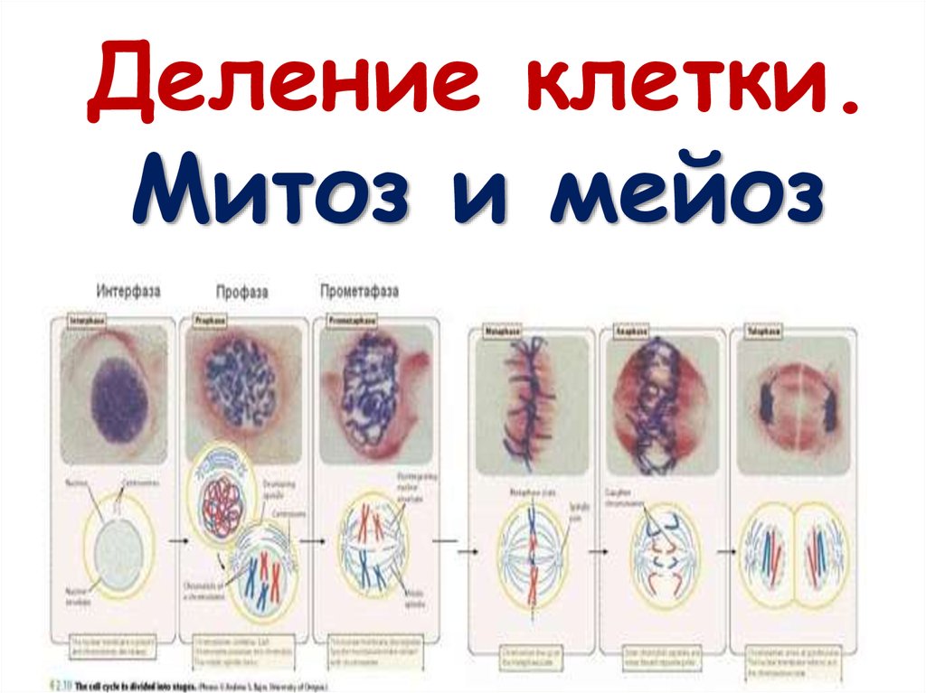 Деление митоз картинки