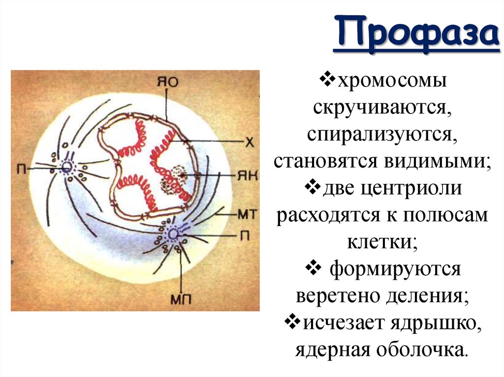 Расхождение к полюсам клетки. Центриоли в профазе. Профаза строение. Профаза ядерная оболочка. Фаза.