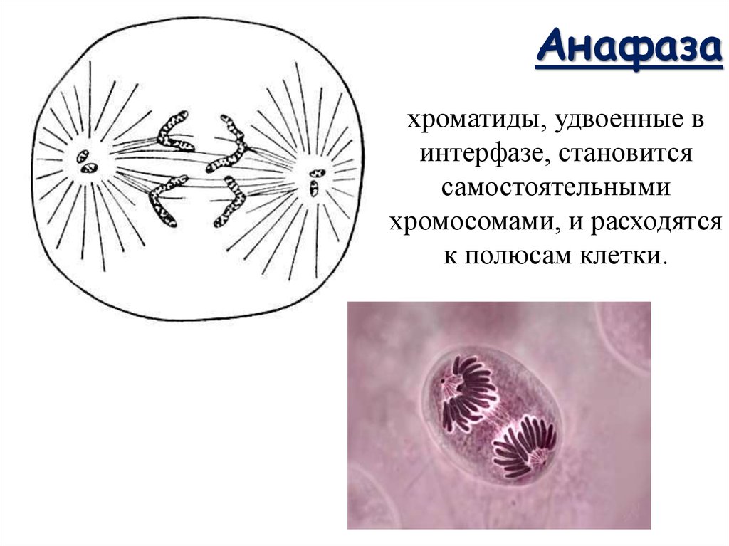 Деление клетки интерфаза