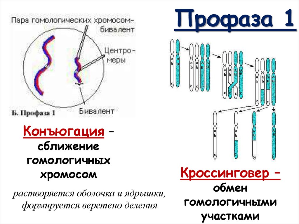 Бивалент образованный тремя парами гомологичных хромосом