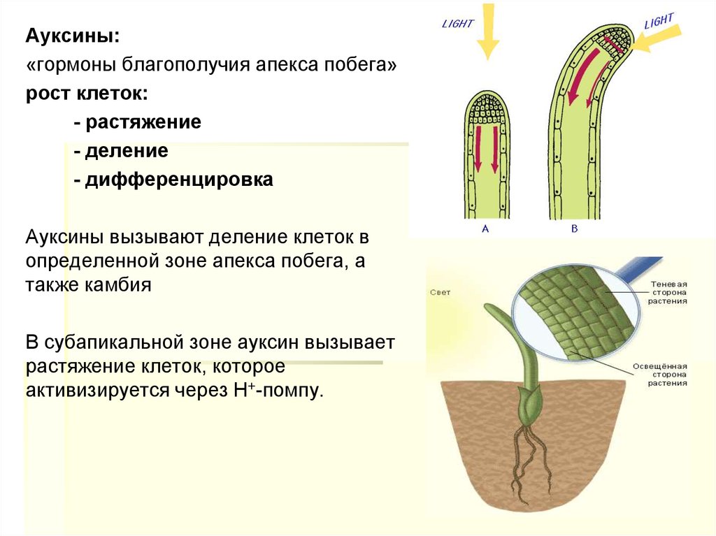 В чем заключается размножение в жизни растения. Фитогормон ауксин. Гормон ауксин у растений. Влияние ауксина на растения. Ауксин вызывает деление клеток.