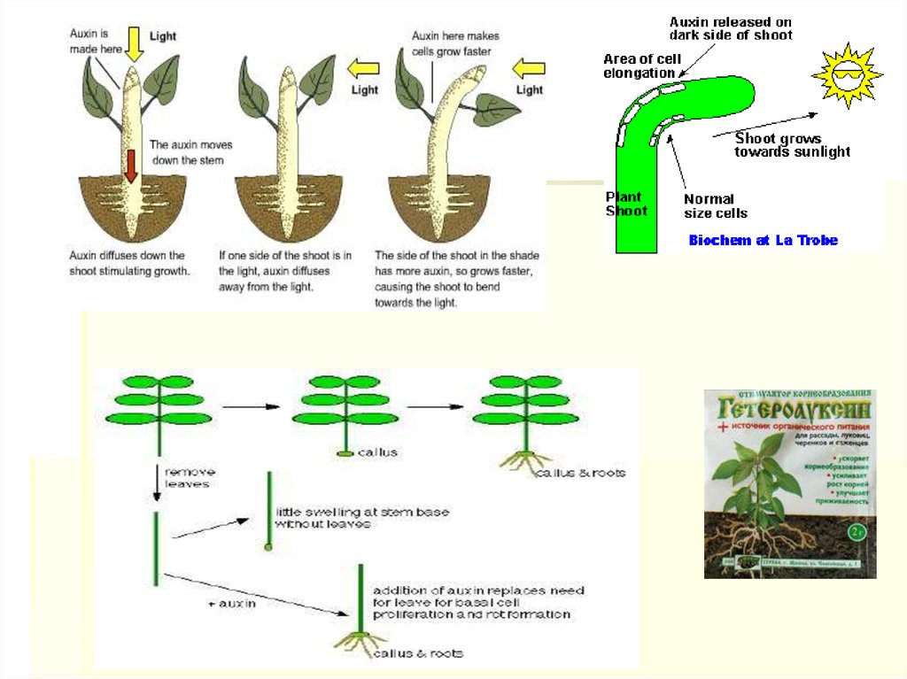 Фитогормоны таблица. Фитогормон ауксин. Влияние фитогормонов на рост растения. Влияние ауксина на растения. Фитогормоны растений схема.
