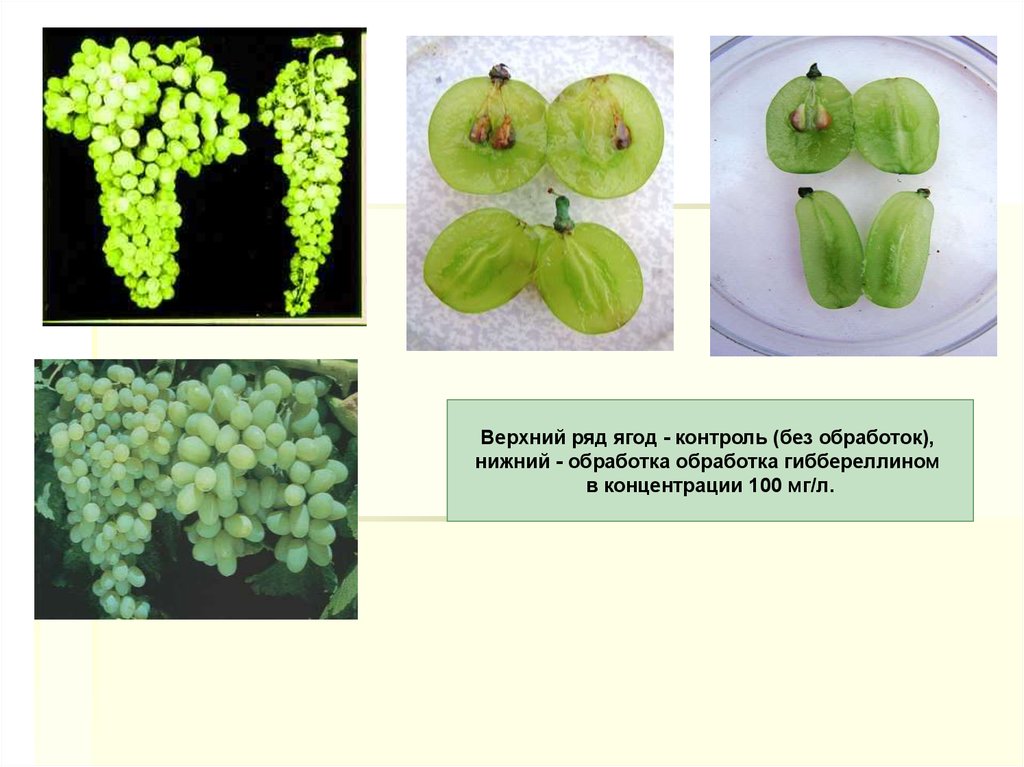 Влияние фитогормонов на растения. Гиберилла гормон растений. Фитогормоны Гиббереллины. Гиббереллин для растений.