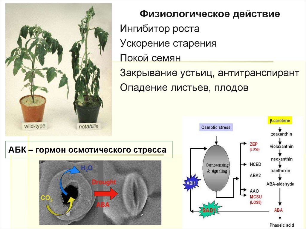 Действие фитогормонов на растение. Фитогормоны ингибиторы роста растений. Синтетические ингибиторы роста растений. Гормоны ингибиторы растений. Ингибирование роста растений.