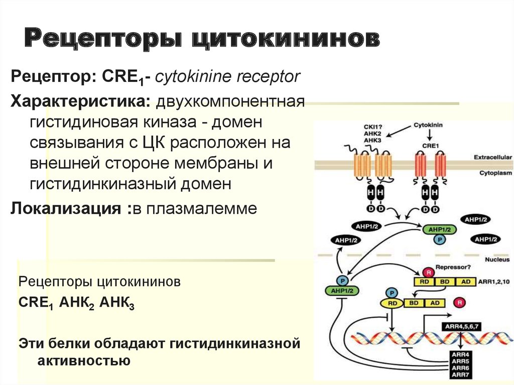 За счет чего цитокинин обеспечивает аттрагирующий эффект