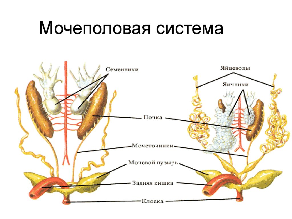 Половая система класс земноводные. Мочевыделительная система амфибий. Строение мочеполовой системы земноводных. Выделительная система амфибий. Мочевая система земноводных.