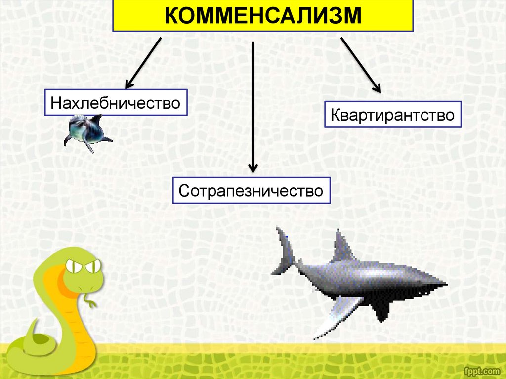 В природе рыбы образуют биотические связи. Комменсализм нахлебничество. Квартирантство комменсализм. Комменсализм схема. Нахлебничество и сотрапезничество.