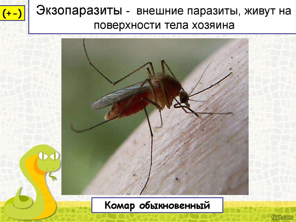 Сколько живут комары обыкновенные. Наружные паразиты живут на поверхности тела. Комар обыкновенный латынь. Наружные паразиты обитающие на поверхности тела корелл. Наружные паразиты обитающие на поверхности тела хозяина примеры.