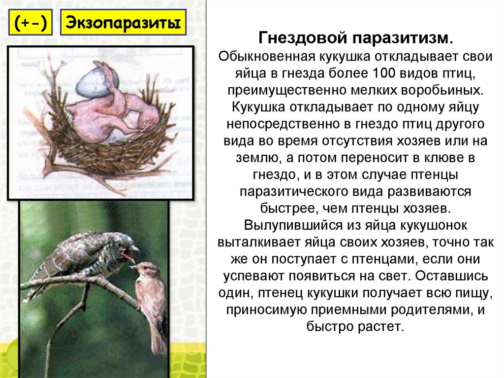 Гнездовой паразитизм. Обыкновенная кукушка откладывает свои яйца в гнезда более 100 видов птиц, преимущественно мелких