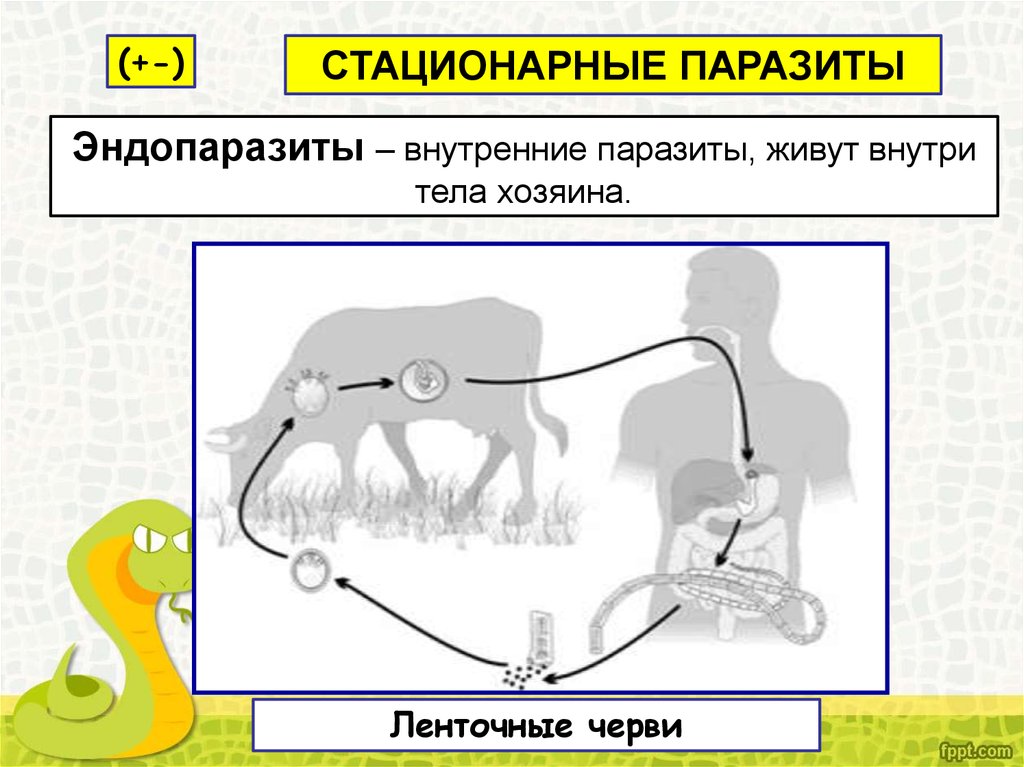 Эндопаразиты. Эндопаразиты ленточные черви. Промежуточный хозяин эндопаразитов.