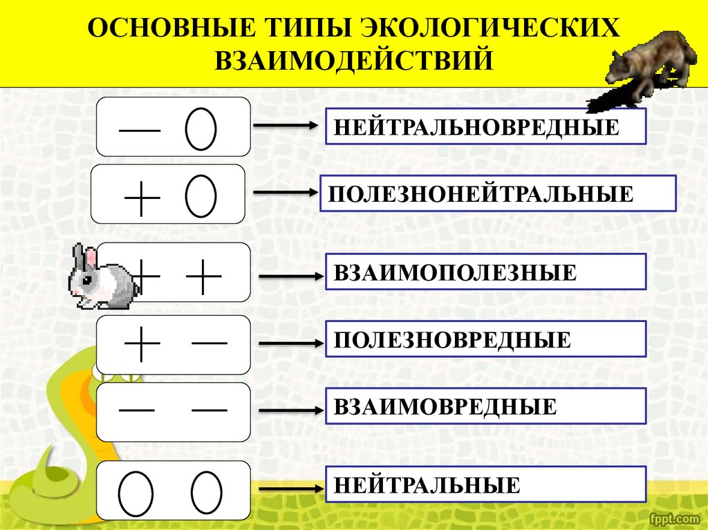 Экология взаимоотношений. Типы экологических взаимоотношений. Типы экологических взаимодействий. Основные виды экологических взаимоотношений. Типы взаимоотношений в экологии.