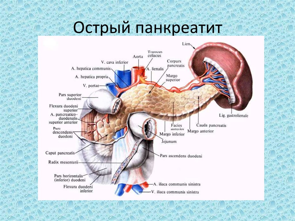 Анатомия поджелудочной железы презентация