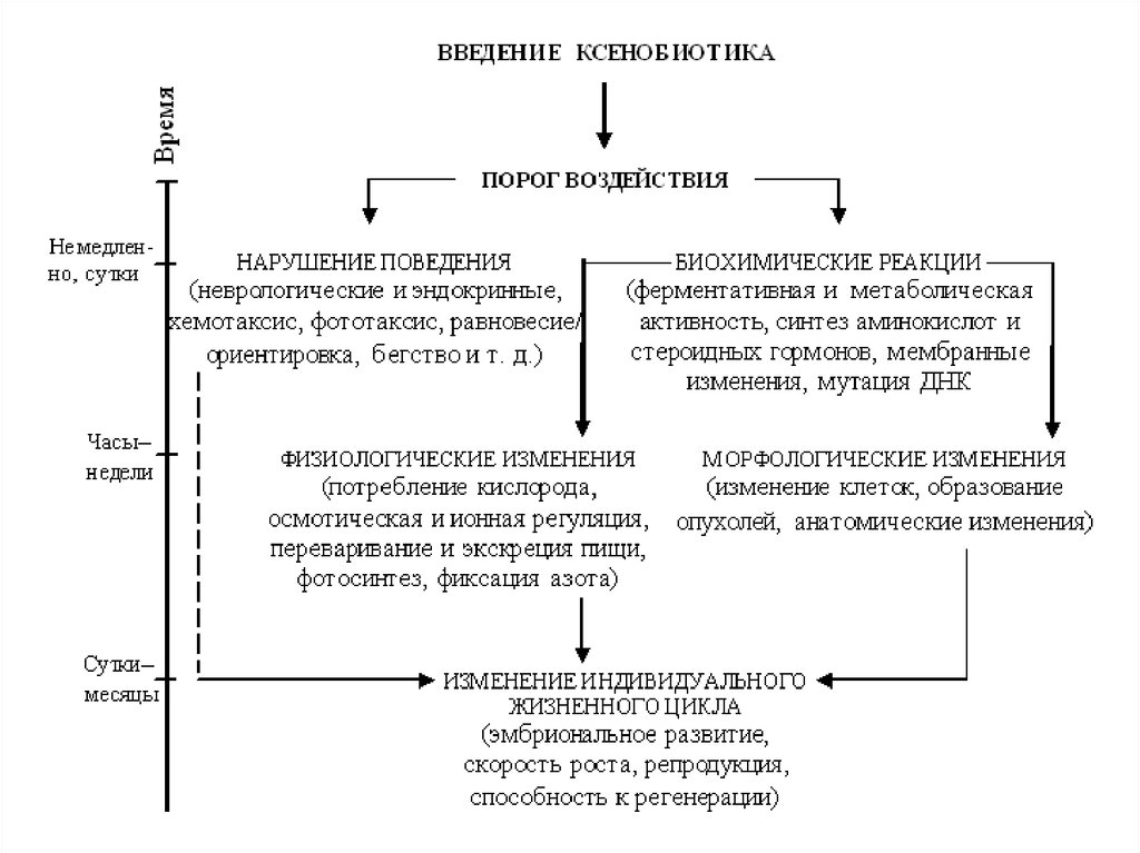 Ксенобиотики примеры. Пути поступления ксенобиотиков. Ксенобиотики влияние на организм. Пути поступления ксенобиотиков в организм. Ксенобиотики презентация.