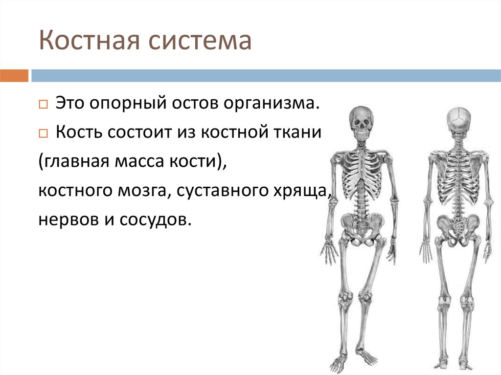 Презентация костная система человека