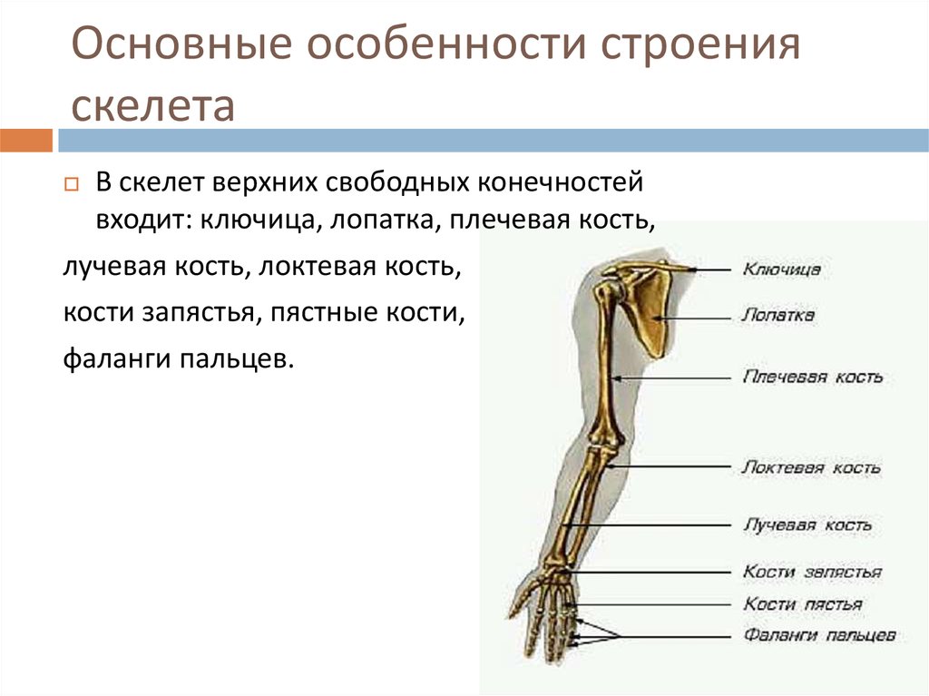 Таблица скелет верхних конечностей. Соединение костей верхних конечностей анатомия. Скелет верхних конечностей соединение костей. Кости свободной верхней конечности плечевая кость. Соединение костей свободной верхней конечности.