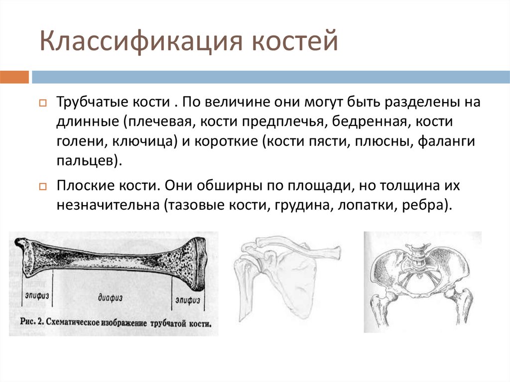 К трубчатым костям относятся