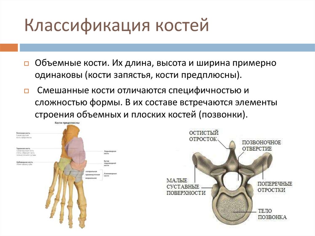 Классификация костей скелета. Смешанные кости. Классификация костей. Смешанные кости человека. Смешанная кость.