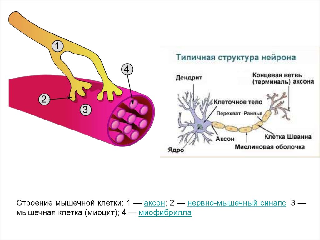 Эритроциты миоциты нейроны человека