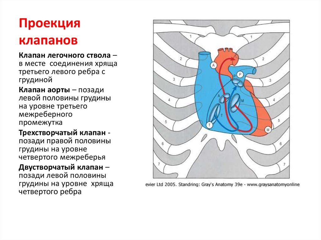 Проекция клапанов. Проекция клапана легочного ствола. Проекуия клапана легочного столба. Клапан легочного ствола проецируется. Проекция аортального клапана.