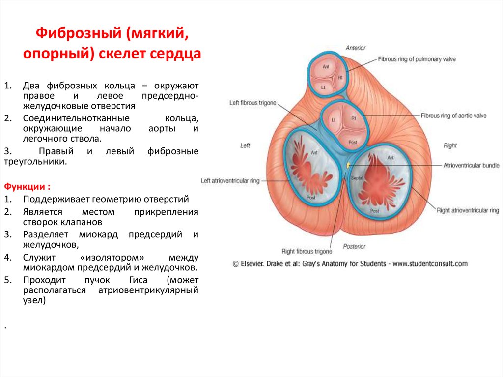 Скелет сердца. Фиброзный мягкий скелет сердца строение. Функции мягкого скелета сердца. Анатомические образования, входящие в состав скелета сердца. Фиброзный мягкий скелет сердца схема.