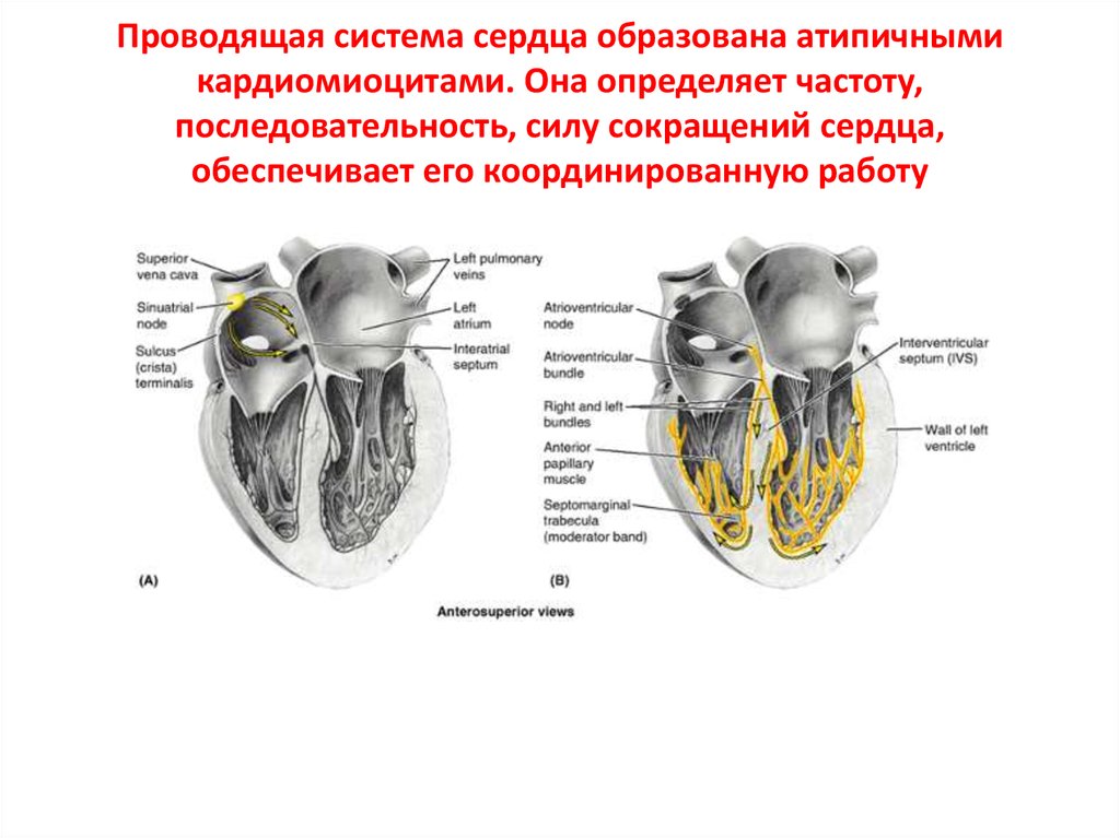 Сердце образовано клетками. Проводящая система сердца это атипичные кардиомиоциты. Проводящая система сердца образована. Узлы и пучки проводящей системы сердца. Схема проводящей системы сердца.