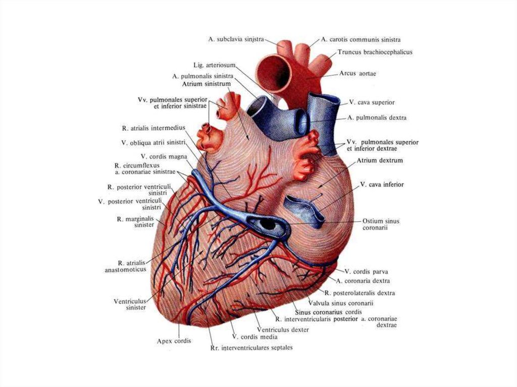 Вены сердца анатомия схема