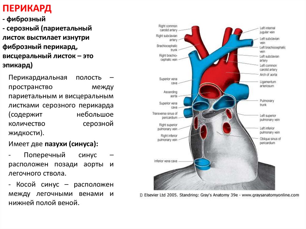 Пазухи перикарда картинки