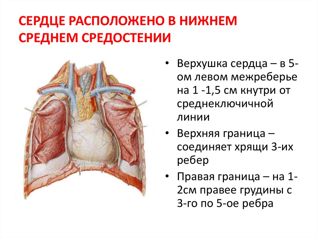 Находиться расположен. Верхушка сердца. Сердце расположено в средостении. Верхушка сердца находится.