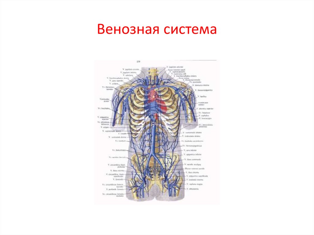 Вены схема. Венозная система человека схема. Венозная система человека анатомия. Венозная система человека анатомия схема. Вена человека схема.