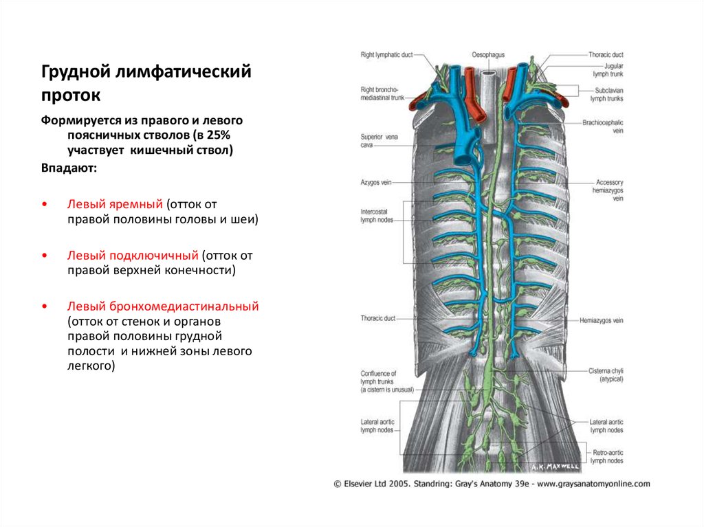 Левый ствол. Грудной лимфатический проток топография цистерна. Грудной проток лимфатической системы. Топографическая анатомия грудного лимфатического протока. Грудной проток лимфатической системы анатомия.