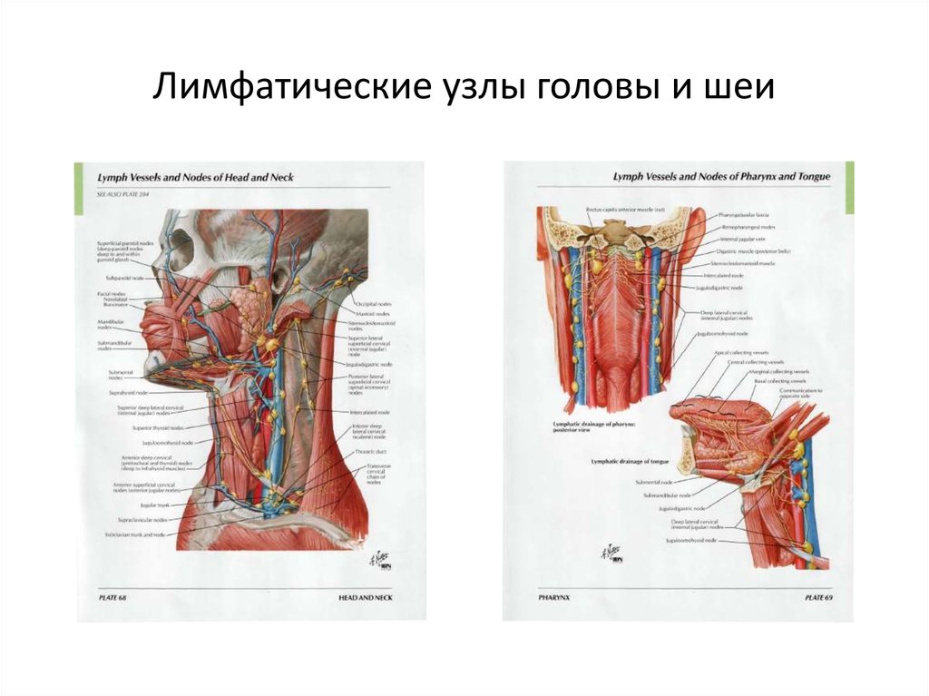 Лимфатические узлы головы и шеи схема