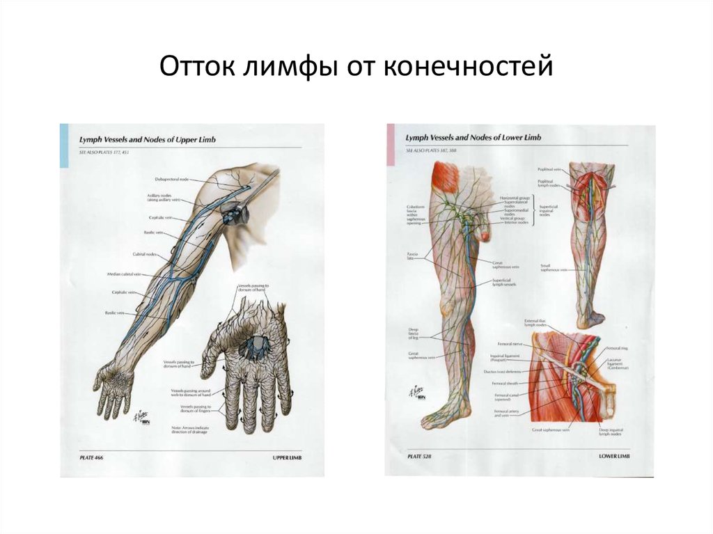 Отток лимфы. Отток лимфы от конечностей. Отток лимфы от верхних конечностей. Лимфатический отток от верхней конечности.