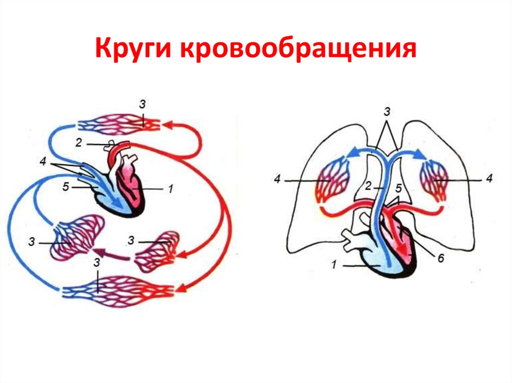 Круги кровообращения гемодинамика. Малый круг кровообращения и большой круг кровообращения схема. Малый круг кровообращения схема сердца. Большой круг кровообращения схема 8. Схема малого круга кровообращения рисунок.