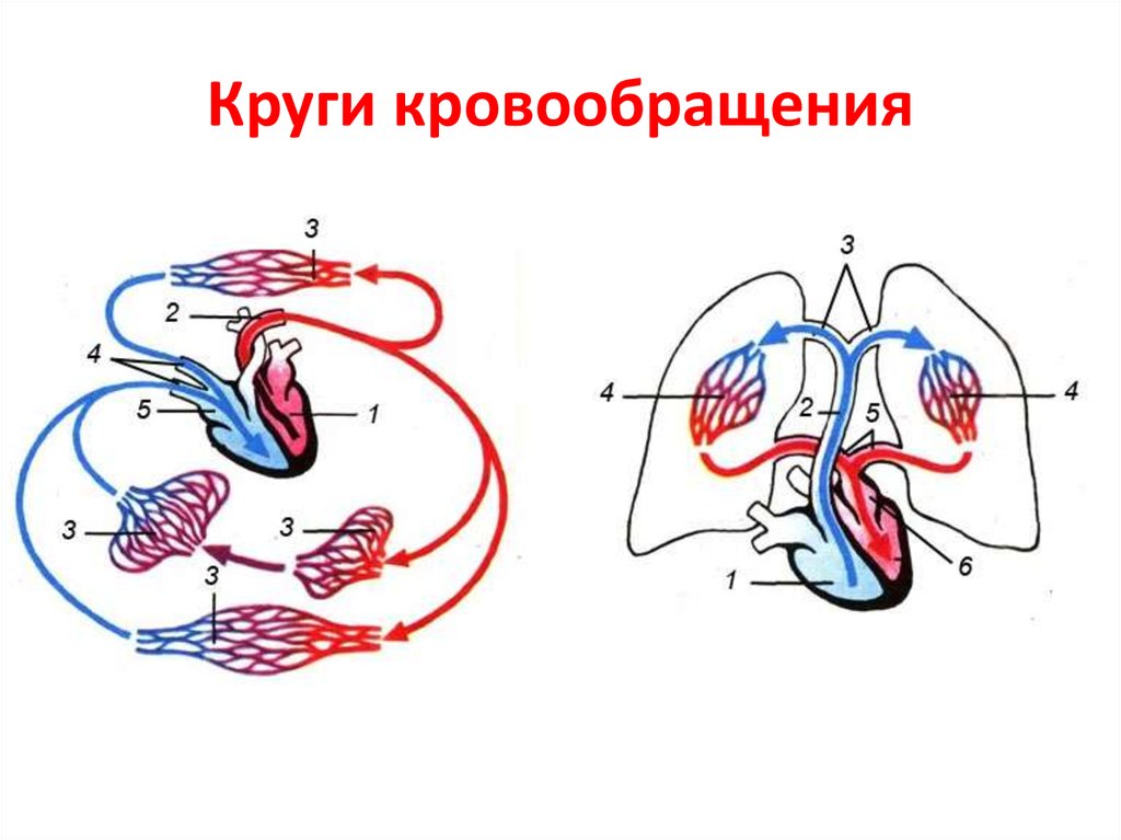 Большое и малое кровообращение. Схема большого и малого круга кровообращения. Схема малого круга кровообращения. Малый круг кровообращения схема сердца. Большой круг и малый круг кровообращения схема.