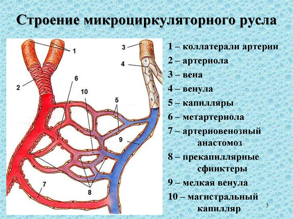 Сосудистая система человека образована сосудами трех. Схема микроциркуляторного русла гистология. Схема микроциркуляторного русла кровообращения. Схема микроциркуляторного русла анатомия. Строение сосудов артерия Вена капилляр.