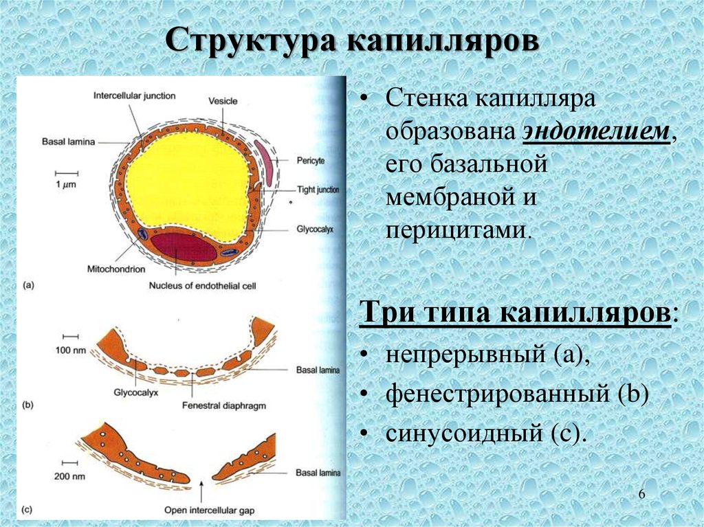 Инструкция капилляры