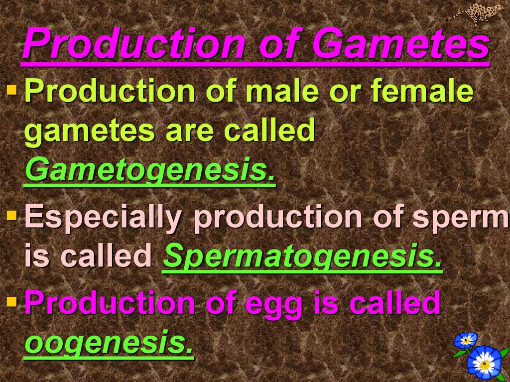 Production of Gametes