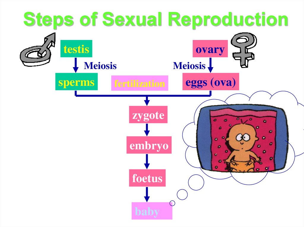 Steps of Sexual Reproduction