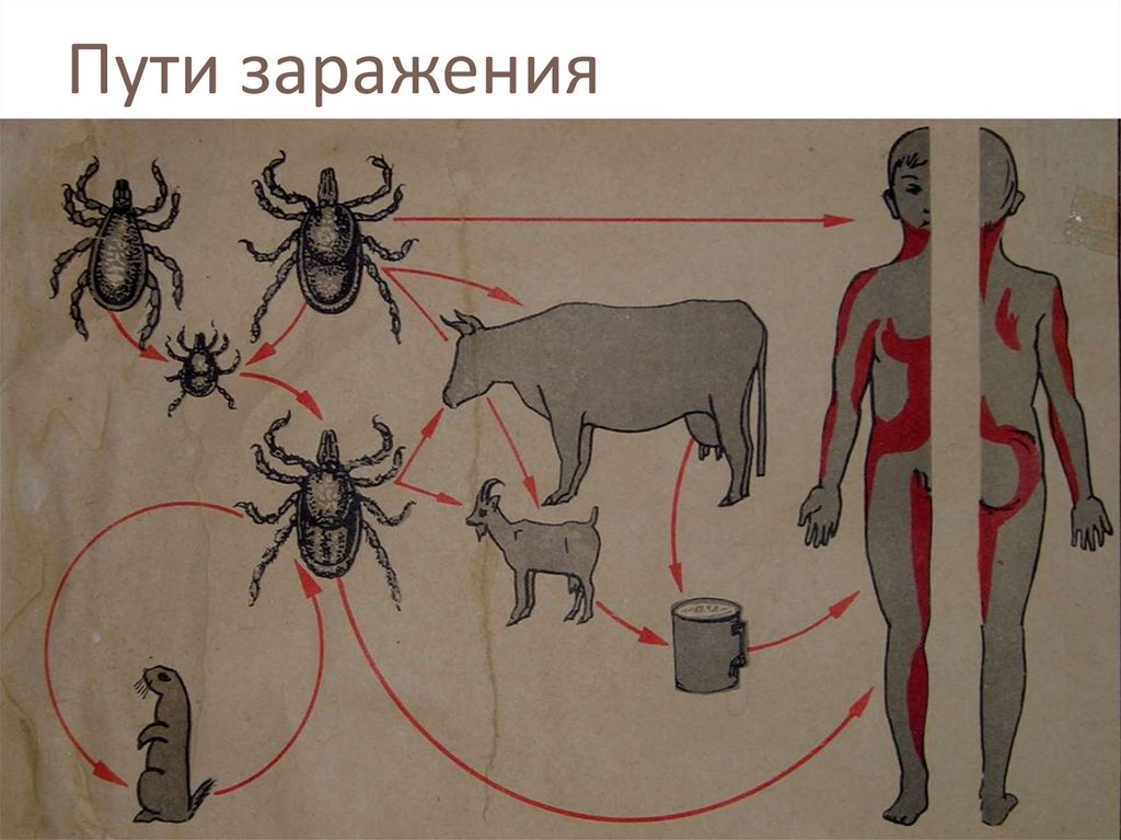 Пути заражения. Лейшманиоз пути заражения. Грегариноз пути заражения. Боктерные заражения пути заражения.