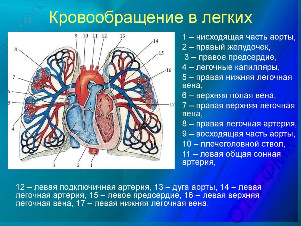 Кровообращения передней. Легочные артерии анатомия. Строение кровеносной системы легких. Кровоснабжение легких. Кроарсрабжение лёгких.