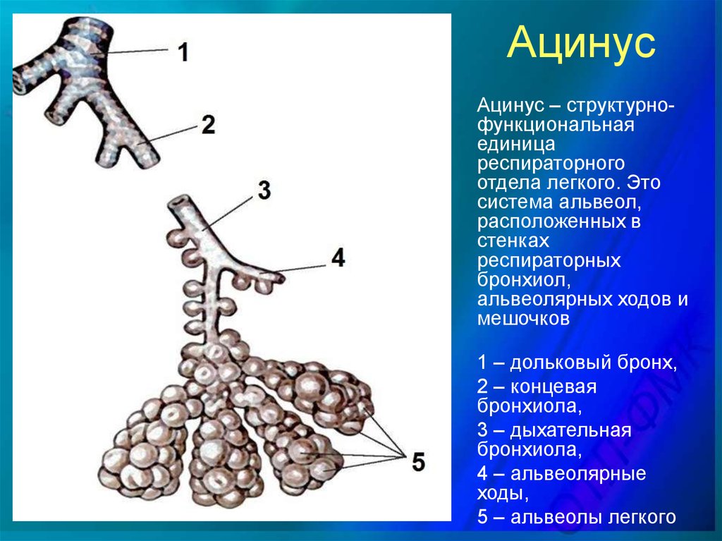 Изображенная на рисунке структура участвует. Структура легкого ацинус. Ацинус структурно функциональная единица легких. Ацинус структурно функциональная единица легкого строение. Строение альвеолярного дерева ацинуса.