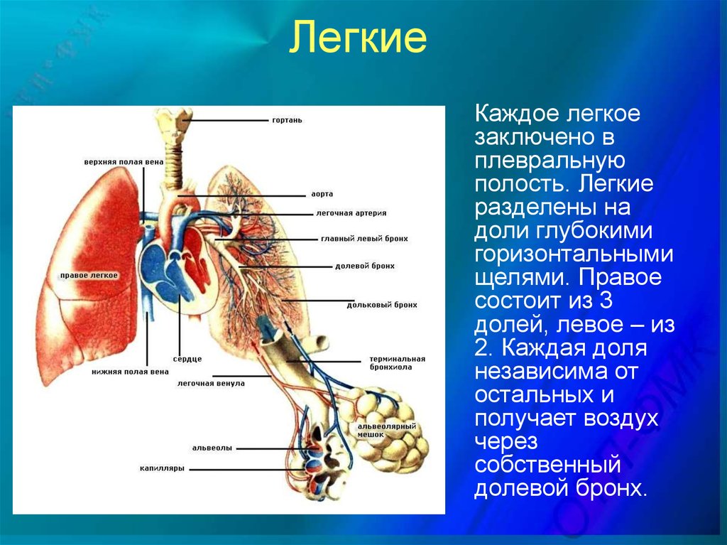 Особенности строения легких