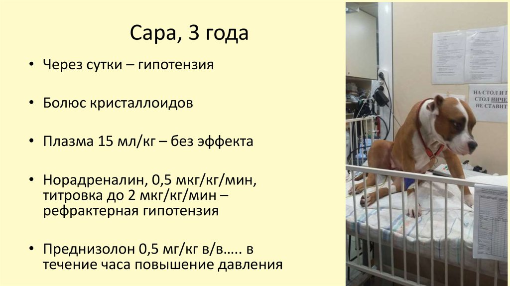 Сара, 3 года