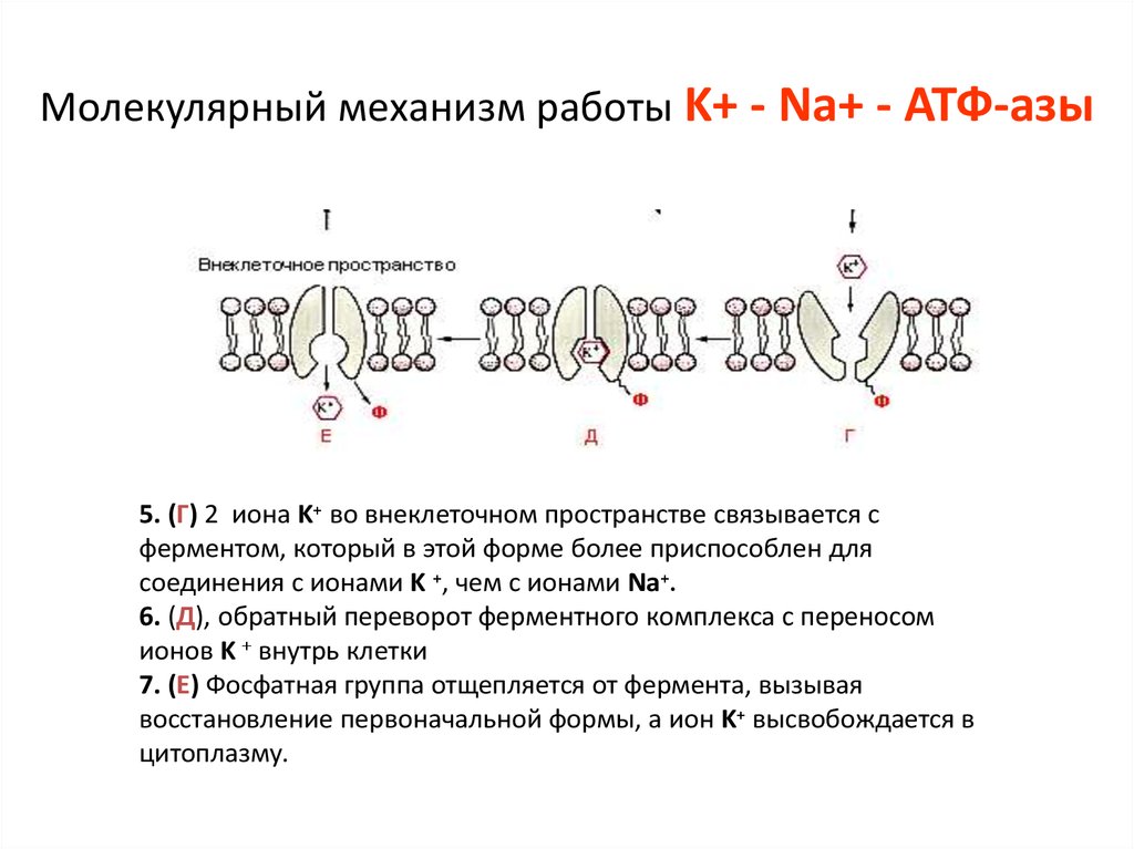Атф na. Na k АТФ фаза. Механизм работы na/k азы. Работа na+k+‑na+k+‑АТФ‑азы схема. Натрий калиевая АТФАЗА схема.